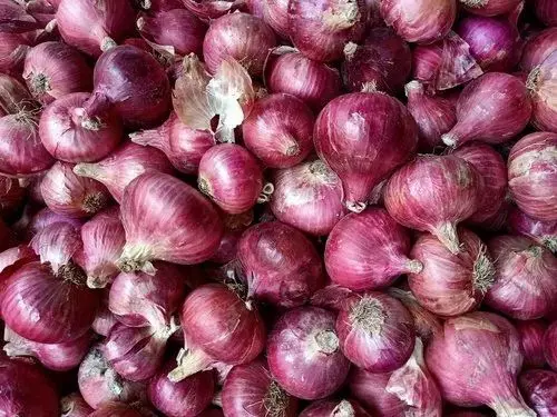 ONION